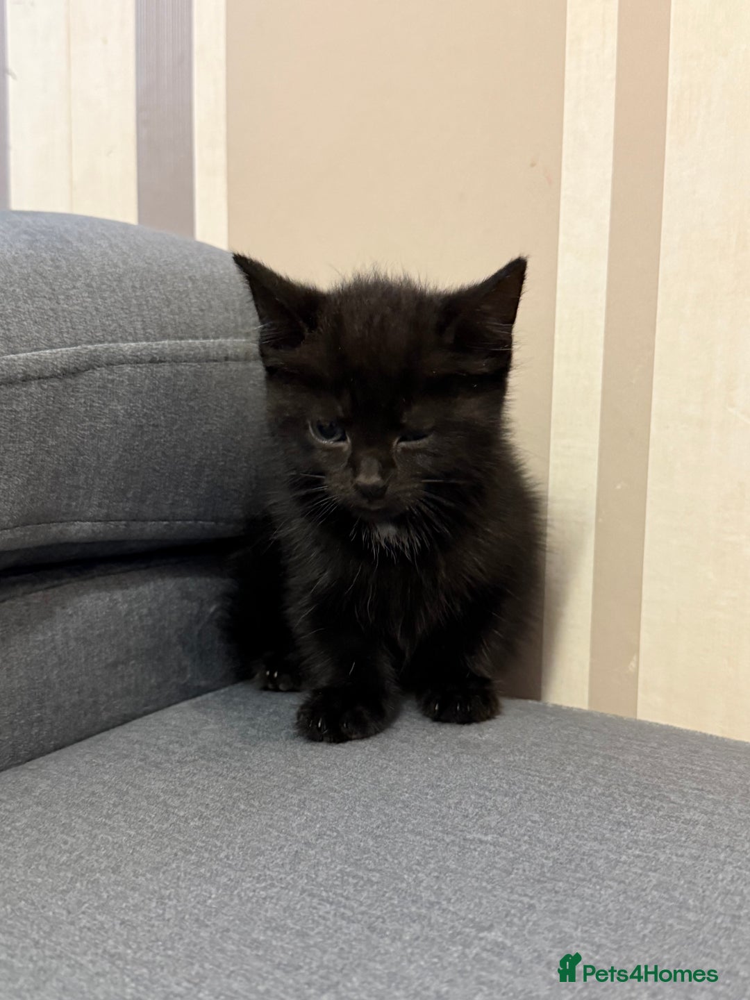 Mixed Breed cats for sale: 3 Black Male and 3 Black Female  - Image 7