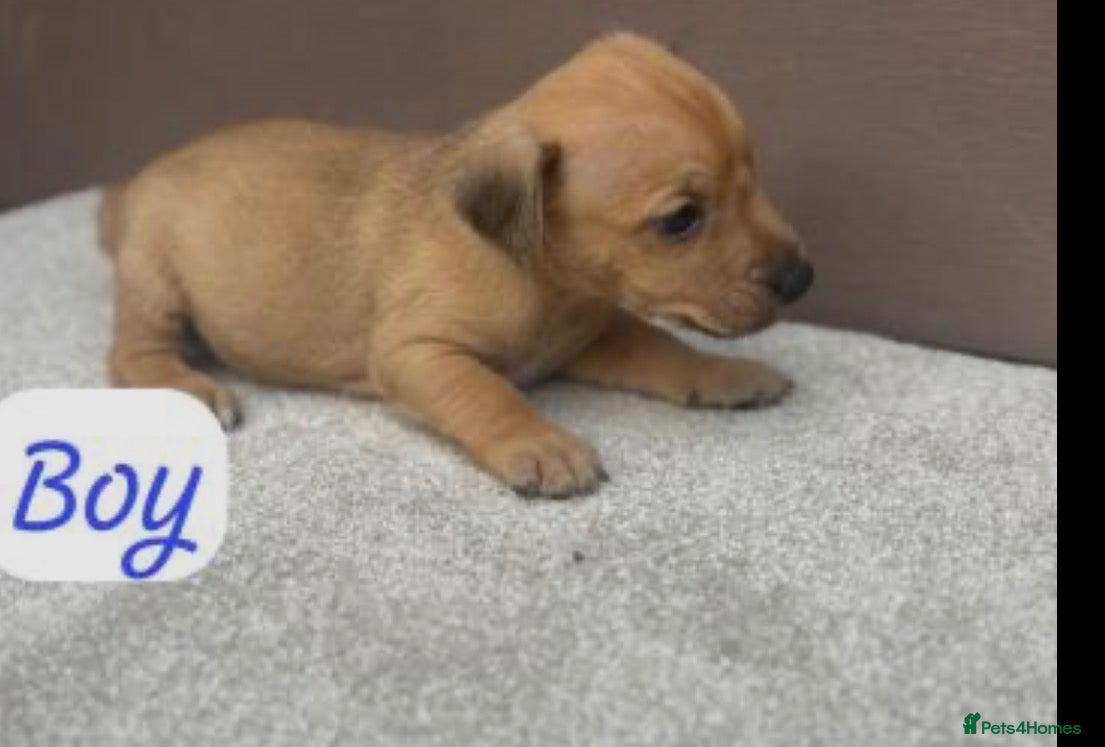 Jack Russell dogs Jack Russel puppies  - Advert 2