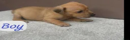 Jack Russell dogs for sale: Jack Russel puppies  - Advert 1