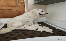 Golden Retriever dogs for sale: Palest Cream Retriever puppies - Image 2