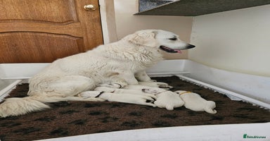 Golden Retriever dogs - Advert 4