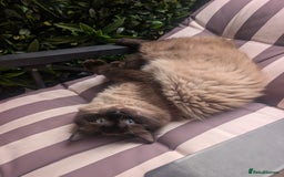 Ragdoll cats for sale: Absolutely gorgeous ragdoll kittens - Image 13