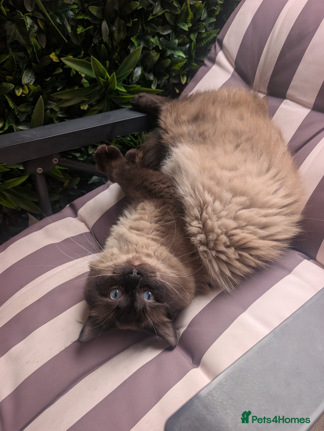 Ragdoll cats for sale: Absolutely gorgeous ragdoll kittens - Image 13