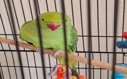Ringnecks birds for sale: Beautiful male ringneck  - Image 5