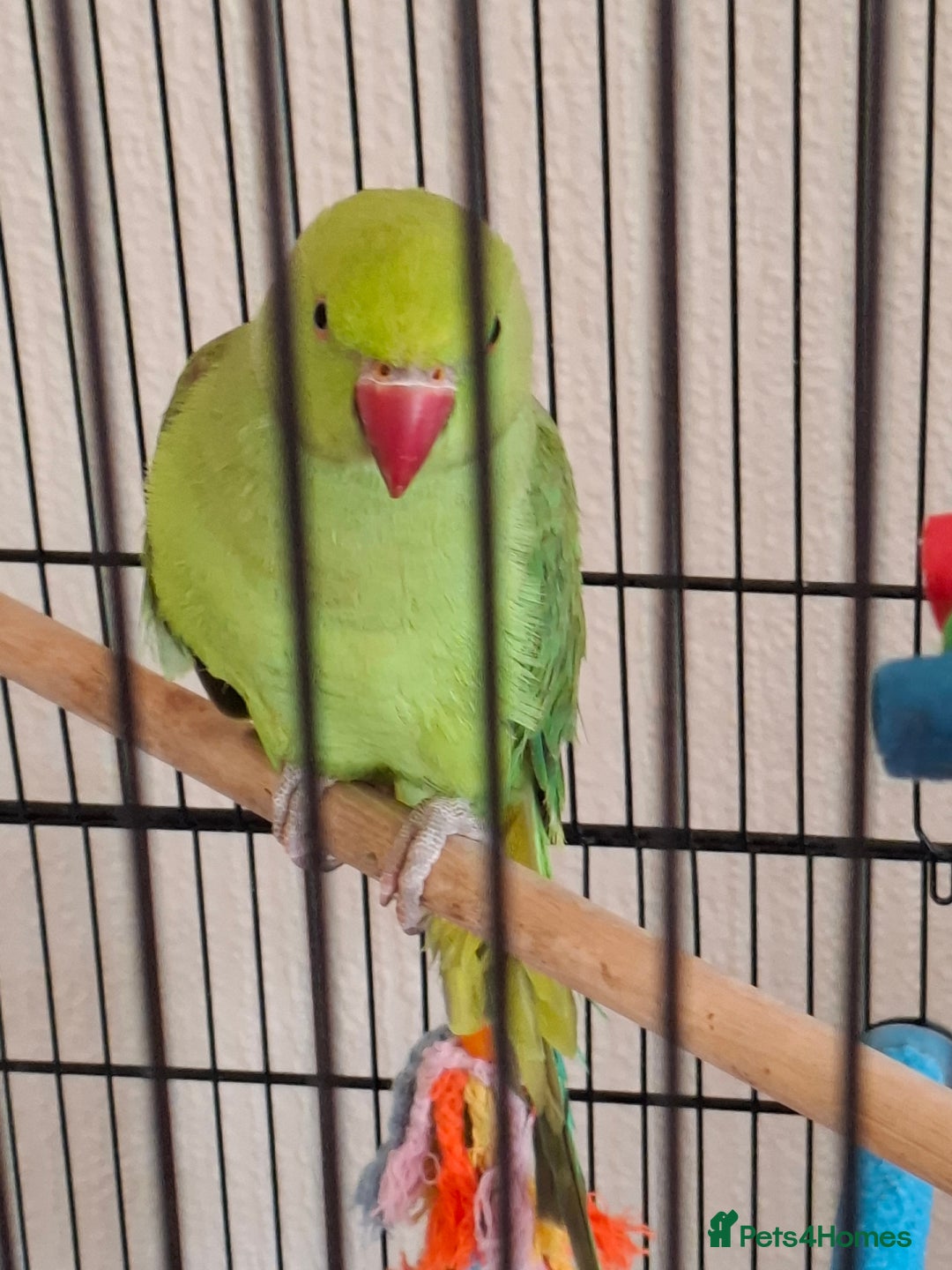 Ringnecks birds for sale: Beautiful male ringneck  - Image 5
