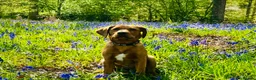 Labrador Retriever dogs for sale: Fox Red Labrador seeking forever loving home - Advert 3