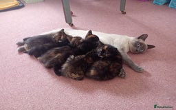 Ragdoll cats for sale: 5 lovely ragdoll X female kittens - Image 8