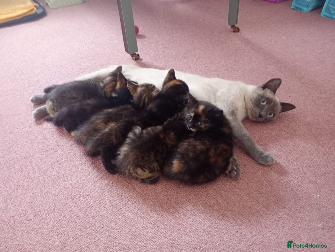 Ragdoll cats for sale: 5 lovely ragdoll X female kittens - Image 8
