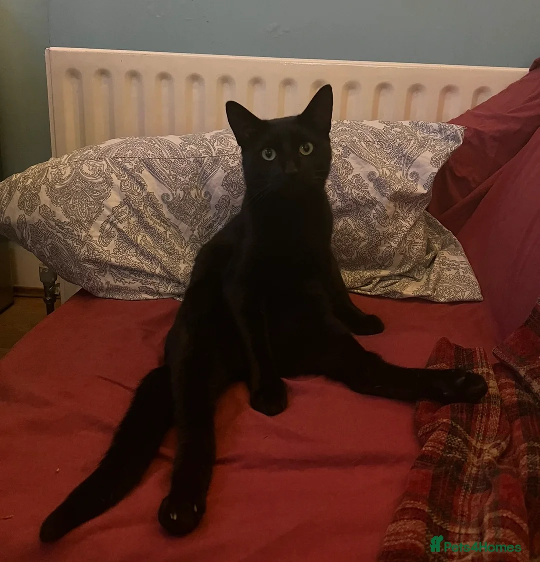 Mixed Breed cats for sale: Loving lucky black cats - Advert 12
