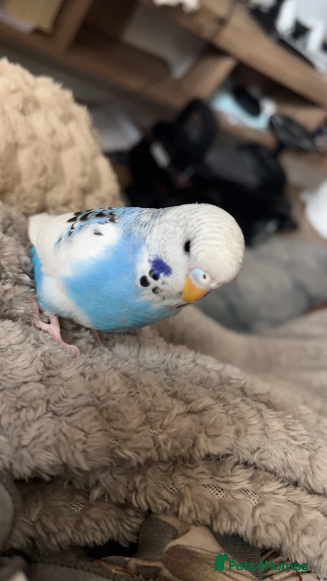 Budgerigars birds for sale: 6 month old male budgie  in London - Advert 2