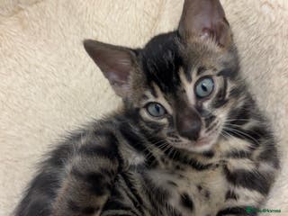 Bengal cats 🌟Pedigree bengal kittens🌟 - Advert 4