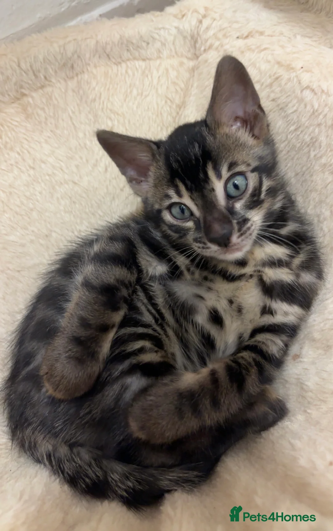 Bengal cats for sale: 🌟Pedigree bengal kittens🌟 - Advert 1