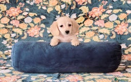 Miniature Dachshund dogs for sale: Rare Cream Gorgeous Dachshund Puppies  - Image 7