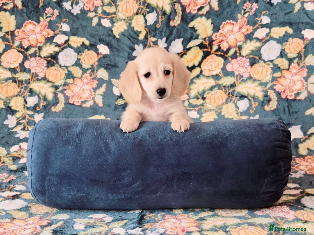 Miniature Dachshund dogs for sale: Rare Cream Gorgeous Dachshund Puppies  - Image 7