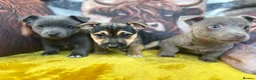 Jack Russell dogs for sale: Pure breed stunning Jack Russell's - Advert 7