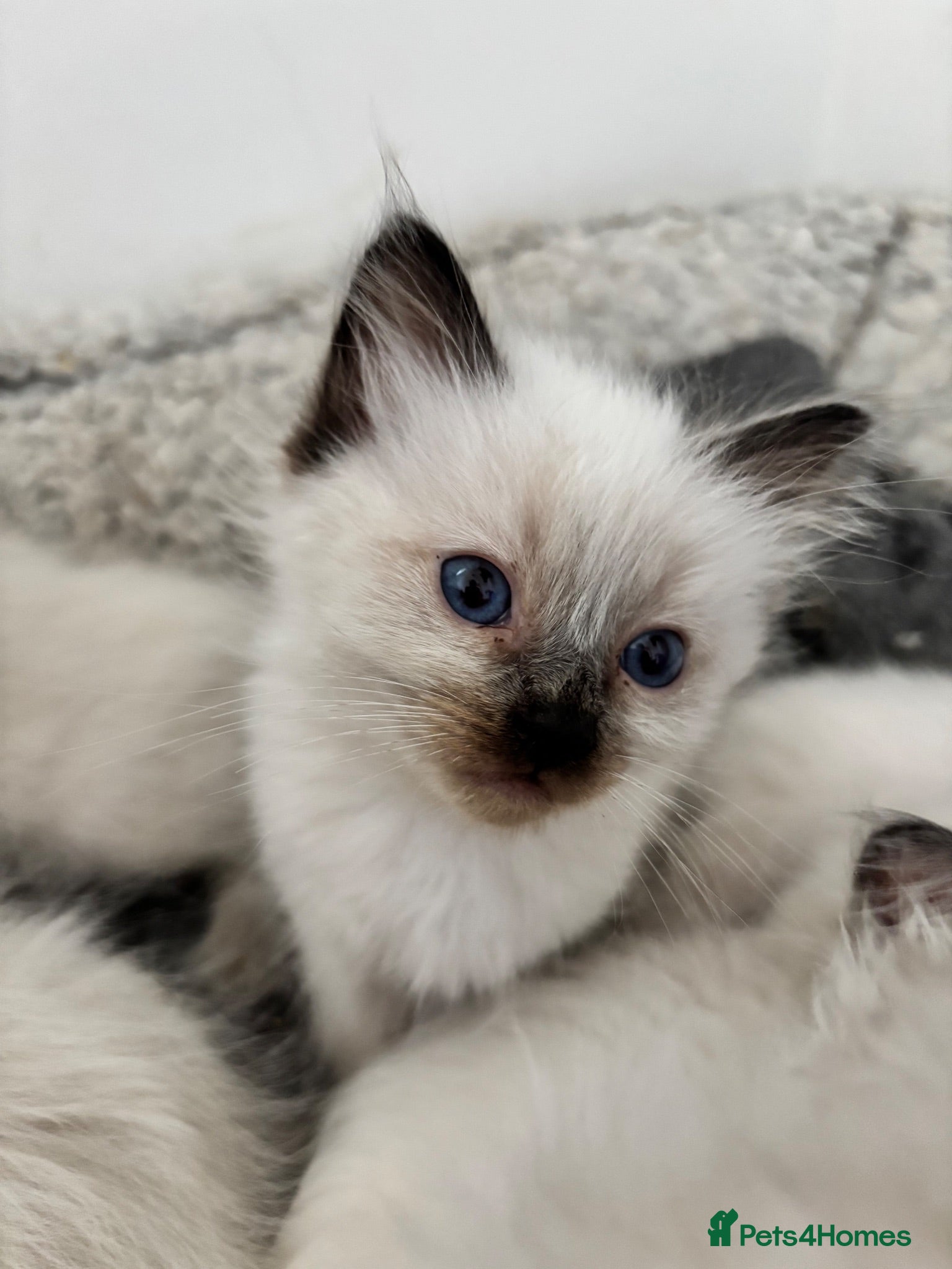 Ragdoll cats Ragdoll kittens -1 boy left available  - Advert 1
