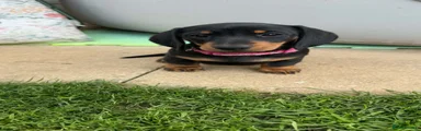 Miniature Dachshund 3