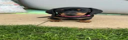 Miniature Dachshund dogs for sale: Miniature short haired Dachshund Puppy’s - Advert 26