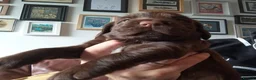 Sprocker dogs for sale: F1 sprocker puppies - Advert 22