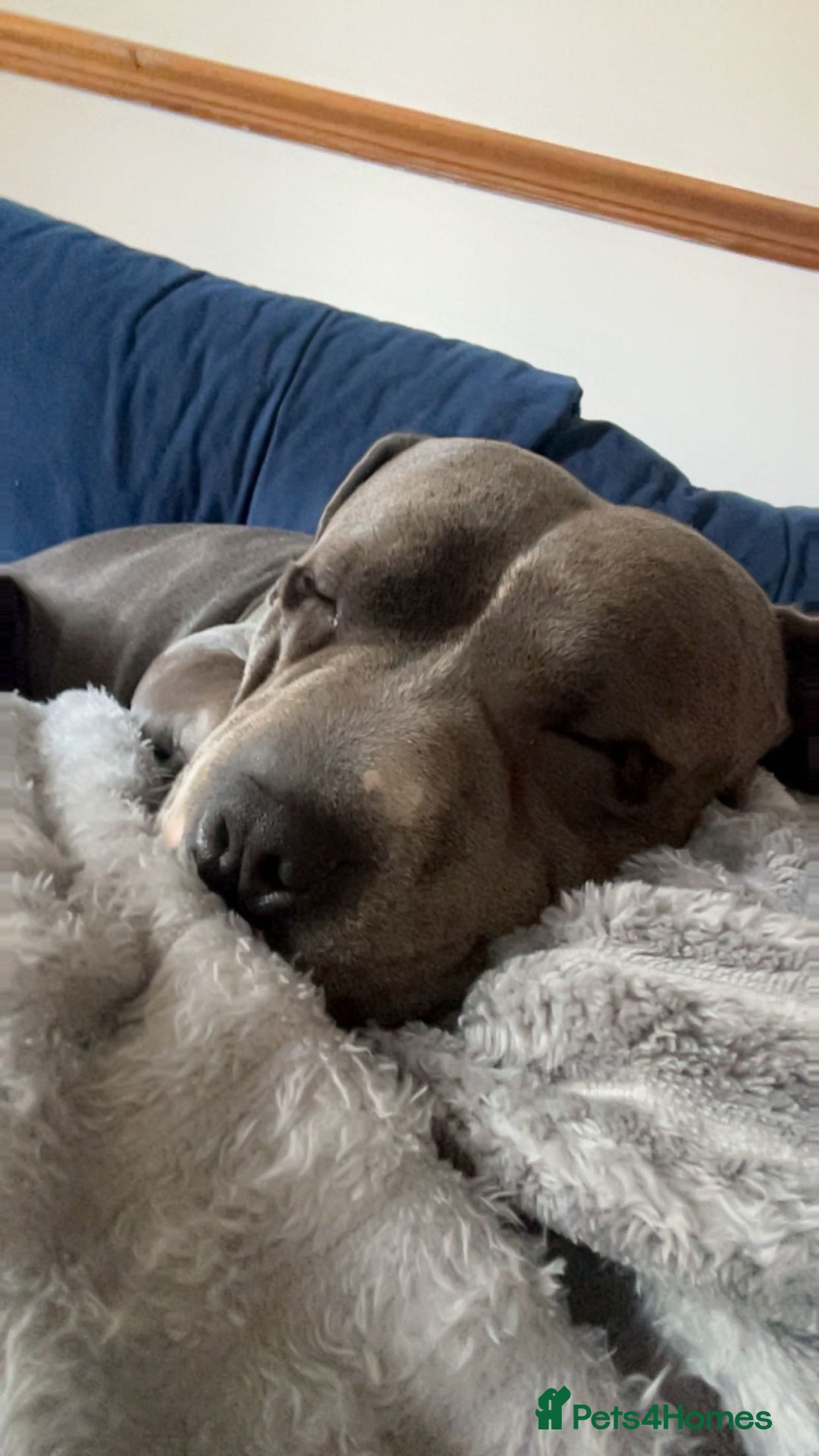 American Bull Staffy dogs for stud: Bruno cute boy for stud  - Image 2