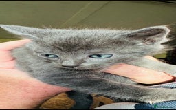 British Shorthair cats for sale: Beautiful kittens for sale - Image 9