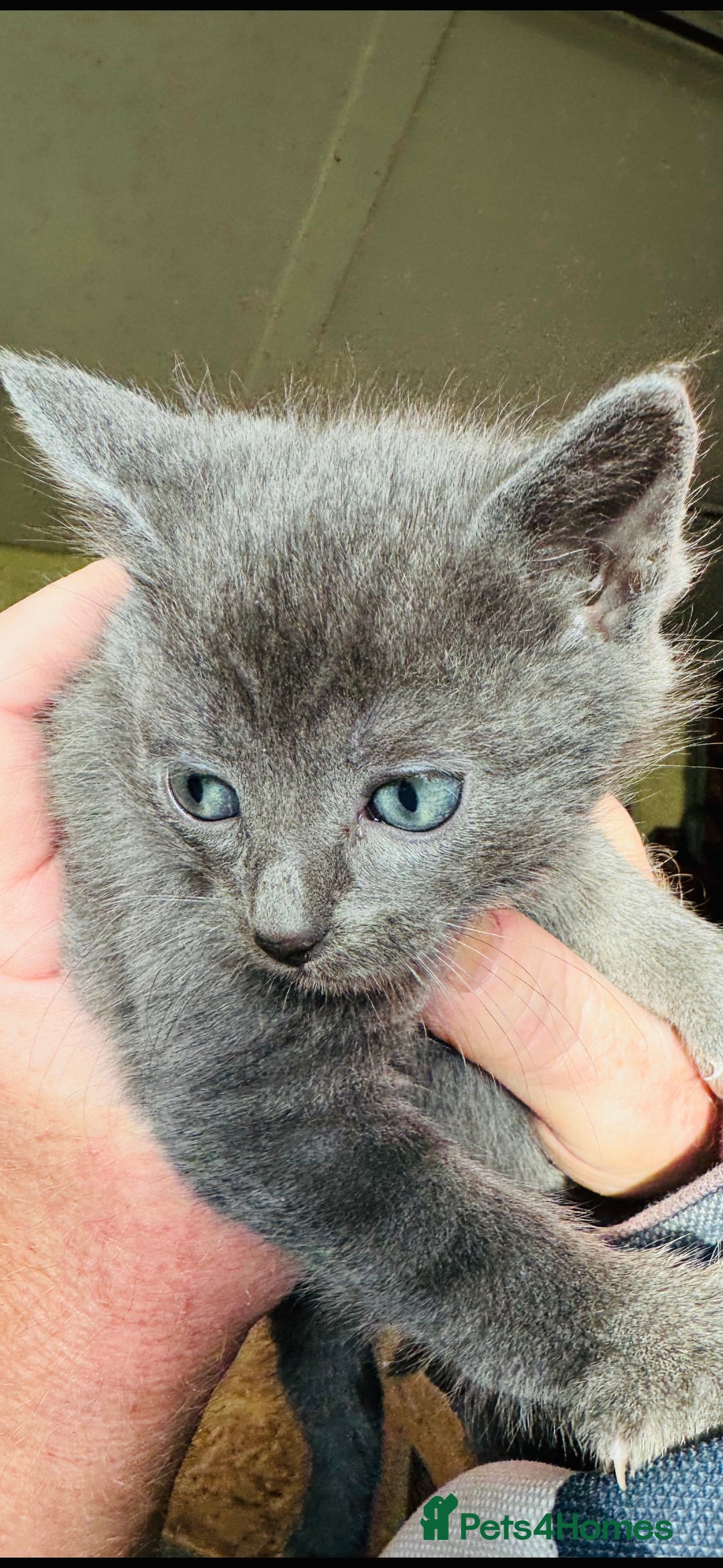 British Shorthair cats for sale: Beautiful kittens for sale - Image 9