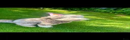 Goldendoodle dogs for sale: Standard F1B Goldendoodle Unique colours!  - Advert 13