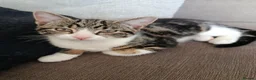Mixed Breed cats for sale: Two Adorable Kittens Looking for Home!  - Advert 10