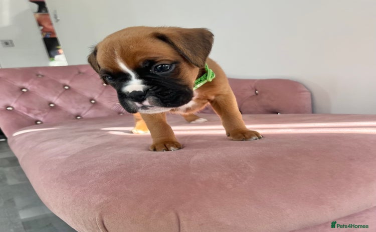 Boxer dogs - Advert 2