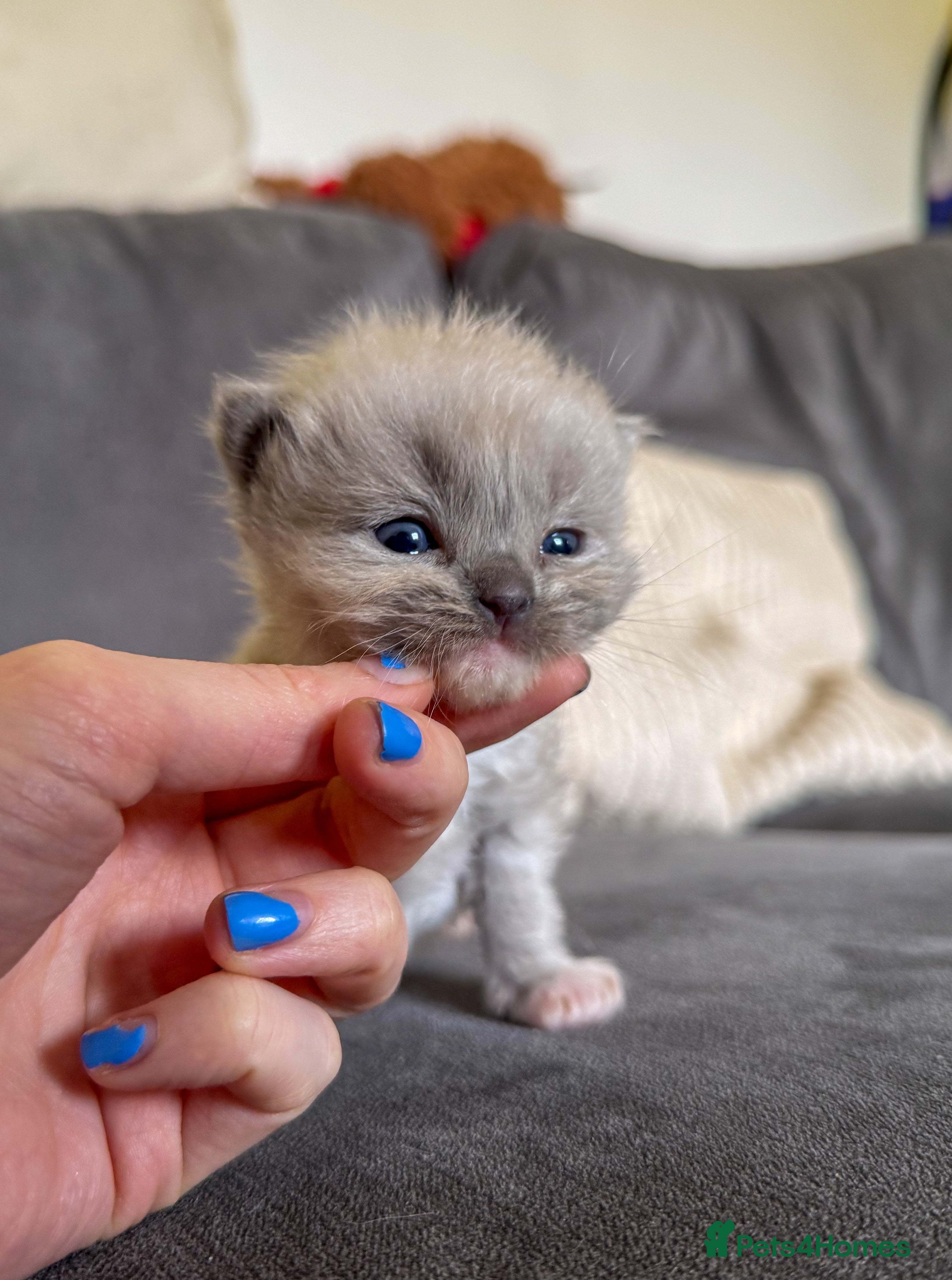 Ragdoll cats Mink Ragdolls  - Advert 3