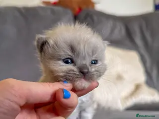 Ragdoll cats Mink Ragdolls - Advert 3