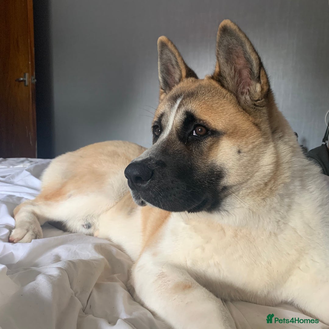 Akita dogs for stud: Male Akita for stud - Image 1