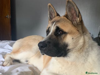 Akita dogs - Advert 2