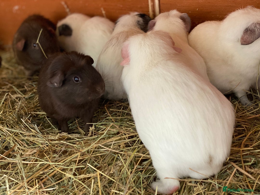 Guinea Pig rodents for sale: Beautiful mix of baby male Guineapigs dal Cali ect - Image 9