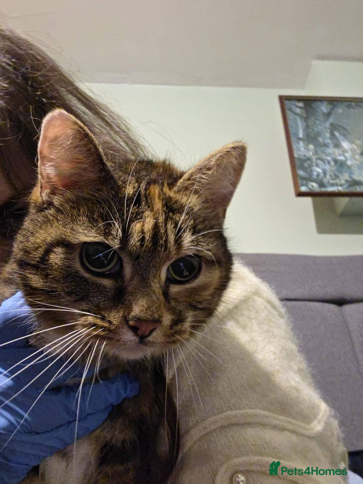 Mixed Breed cats ❤️🐱 FLUFFY – A Sweet, Social Tortoiseshell Girl - Advert 5