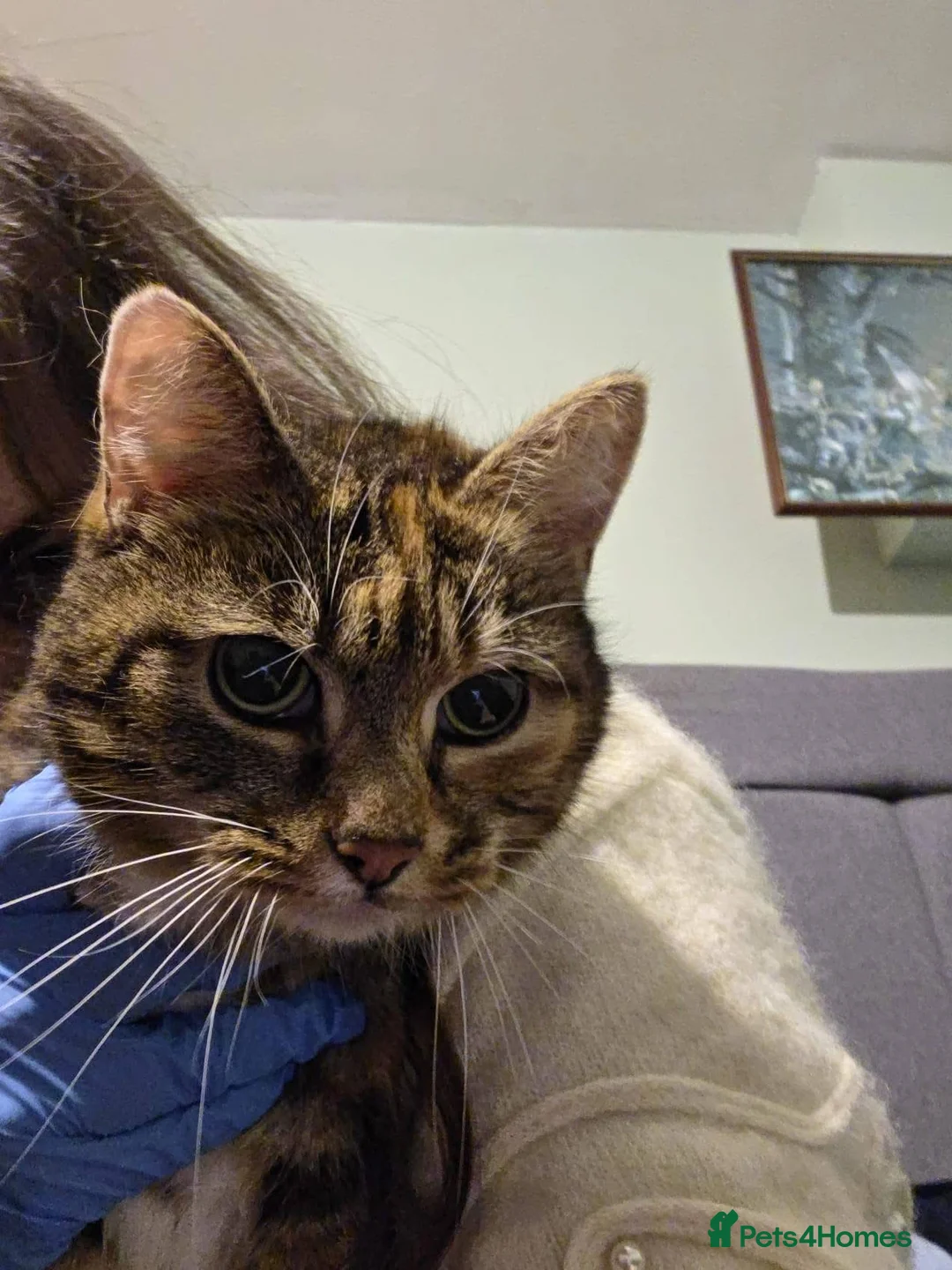 Mixed Breed cats for adoption: ❤️🐱 FLUFFY – A Sweet, Social Tortoiseshell Girl - Advert 1