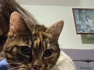 Mixed Breed cats ❤️🐱 FLUFFY – A Sweet, Social Tortoiseshell Girl - Advert 5