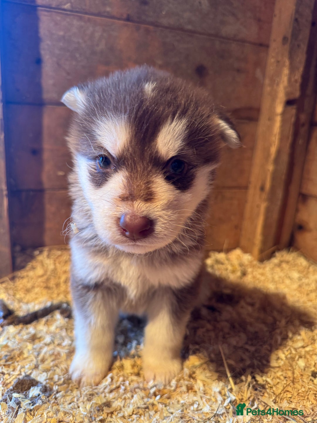 Mixed Breed dogs for sale: Alaskan malamute x German shepherd puppies  - Advert 4