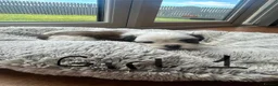 Malshi dogs for sale: Malshi puppies  - Advert 2