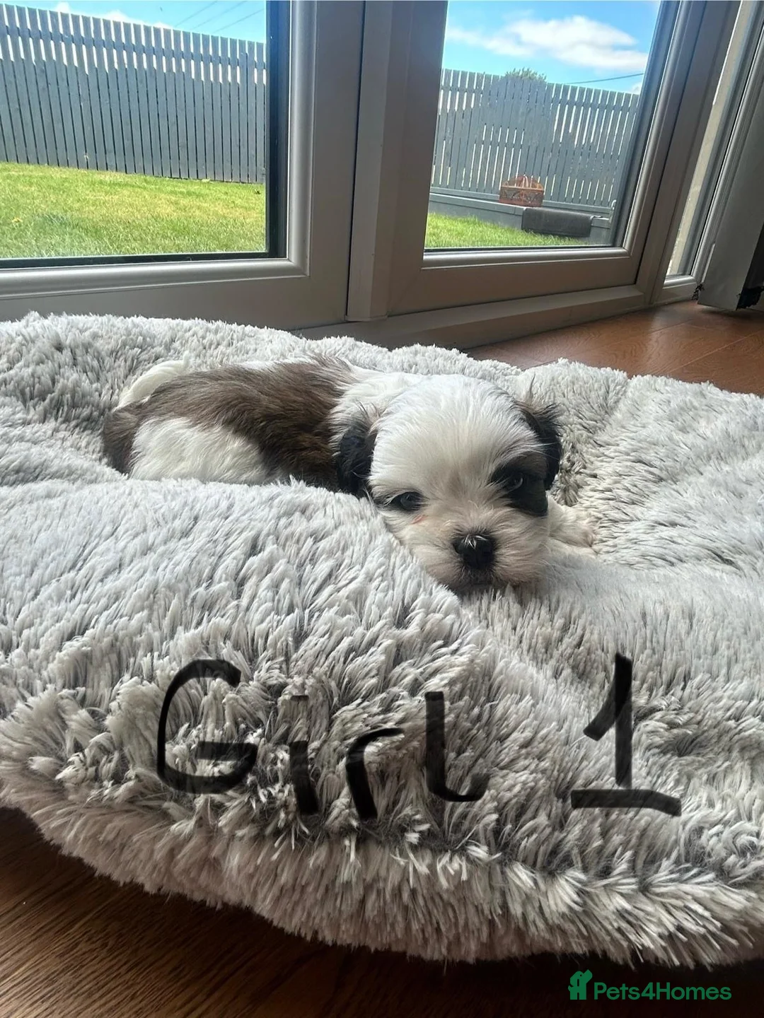 Malshi dogs for sale: Malshi puppies  - Advert 2