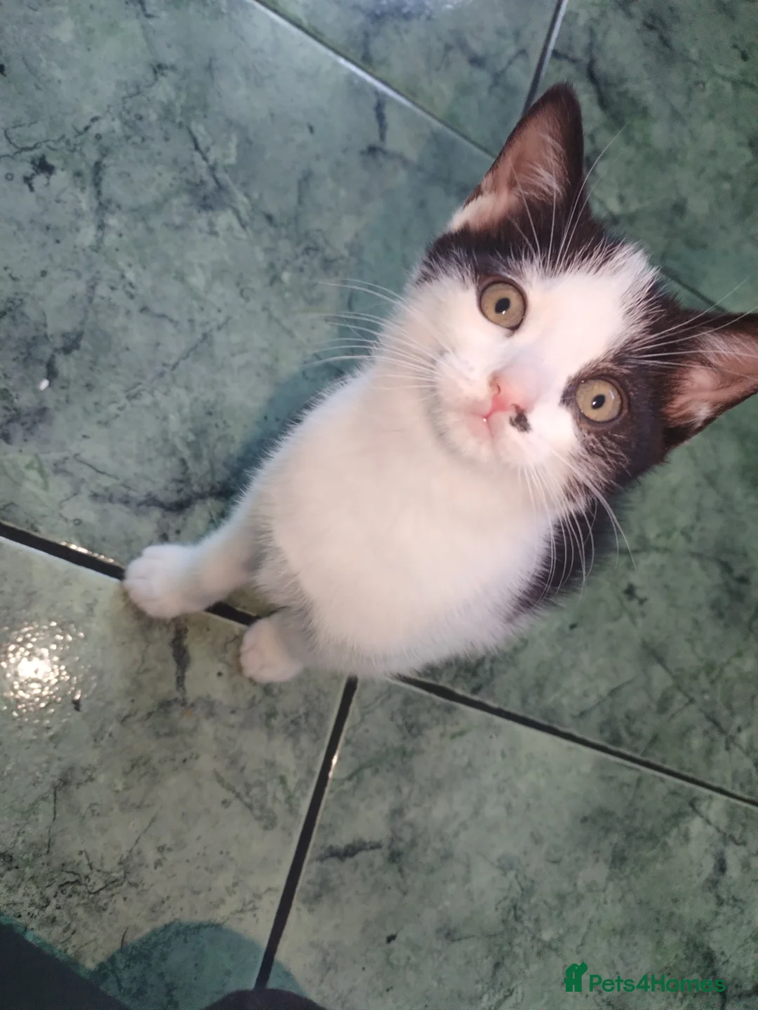 Mixed Breed cats for sale: Two little kittens for sale.  - Advert 1