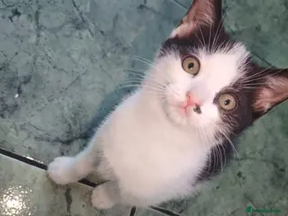 Mixed Breed cats Two little kittens for sale. - Advert 1