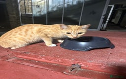 Domestic Shorthair cats for sale: Lovely Domestic short hair cats - Image 9