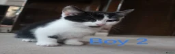 Mixed Breed cats for sale: 🩵🩷 Gorgeous little kittens 🩷🩵  - Advert 7