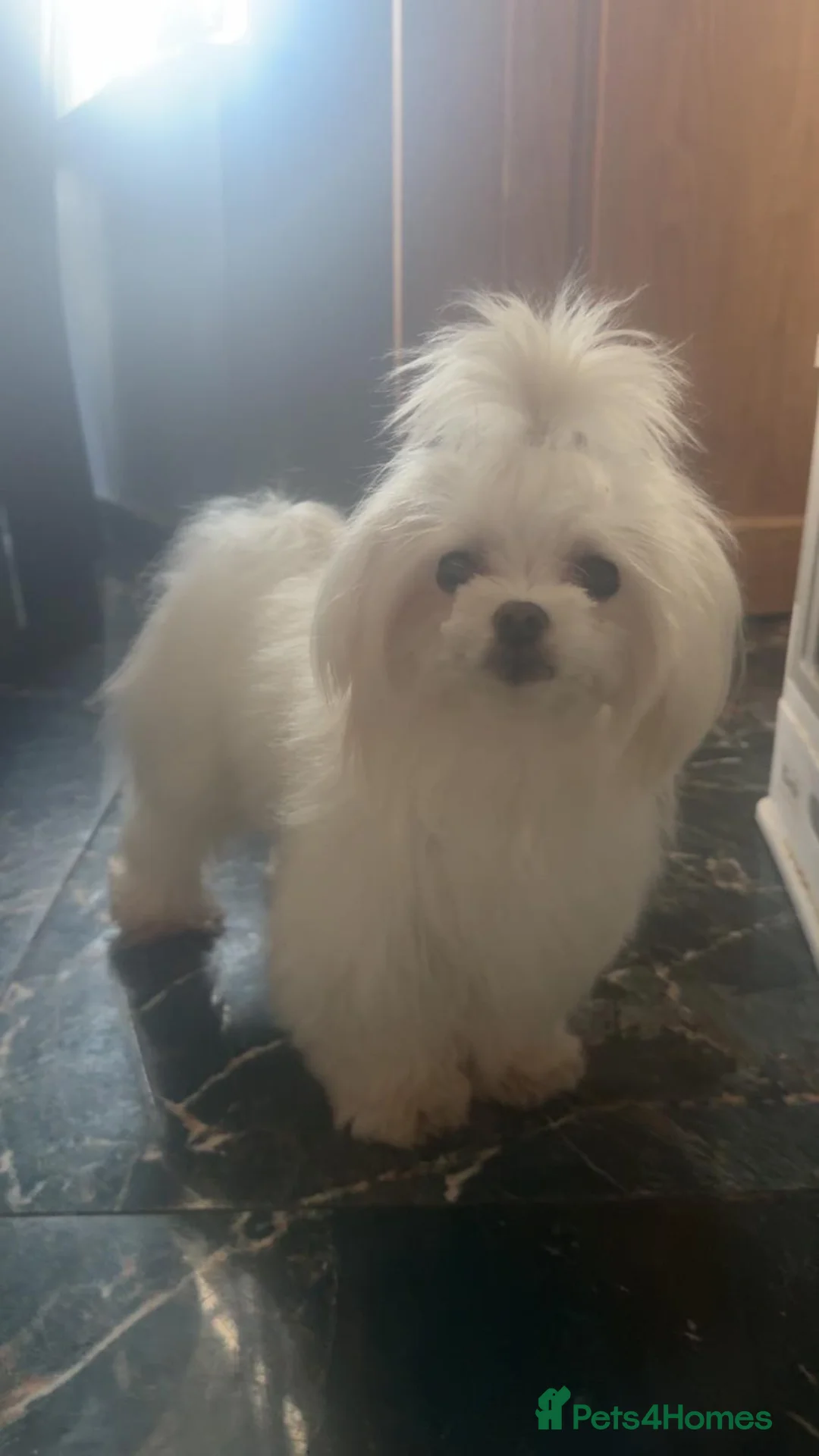 Maltipoo dogs for sale: 🐾 Russian Toy Poodle&Korean Maltese Male Puppies - Advert 20