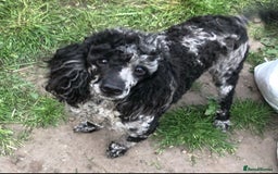 Cockapoo dogs for sale: Health tested cockapoo puppies for sale - Image 18