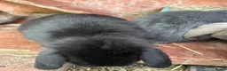 Mini Lop rabbits for sale: Gorgeous Mini Lop Babies various colours  - Advert 6