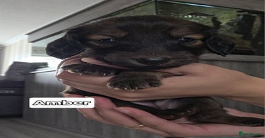 Dachshund dogs - Advert 9
