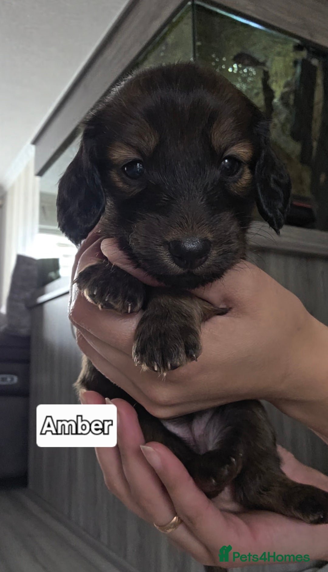 Dachshund dogs for sale: Red long-haired standard dachshund puppies - Image 3