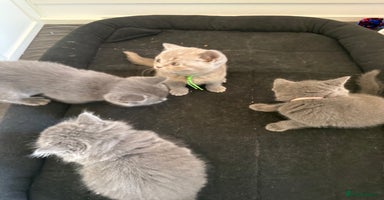 British Shorthair cats - Advert 1